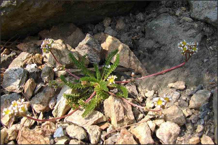 Ivesia sp.